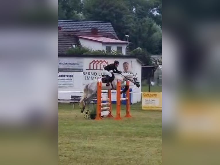 Hanoverian Gelding 7 years 16 hh Grey in Vorbeck