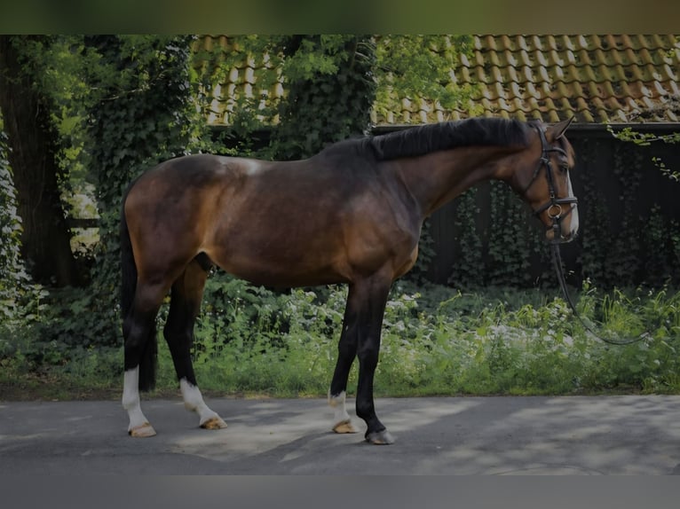 Hanoverian Gelding 7 years 16 hh Smoky-Black in Lengerich