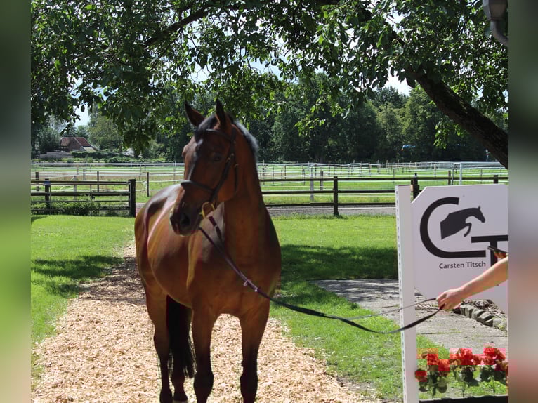 Hanoverian Gelding 7 years 16,1 hh Bay-Dark in Langlingen