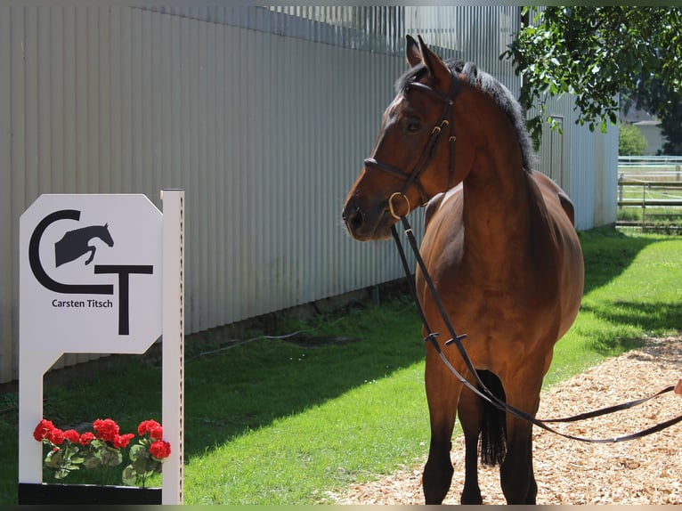 Hanoverian Gelding 7 years 16,1 hh Bay-Dark in Langlingen