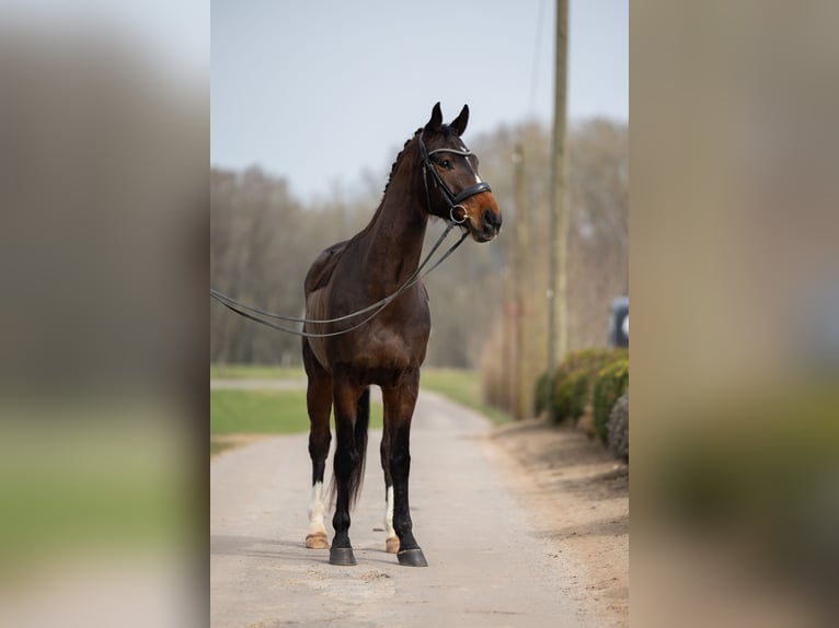 Hanoverian Gelding 7 years 16,1 hh Brown in Schmelz