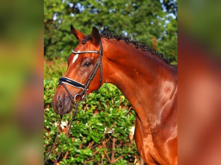 Hanoverian Gelding 7 years 16,1 hh Brown in Selsingen