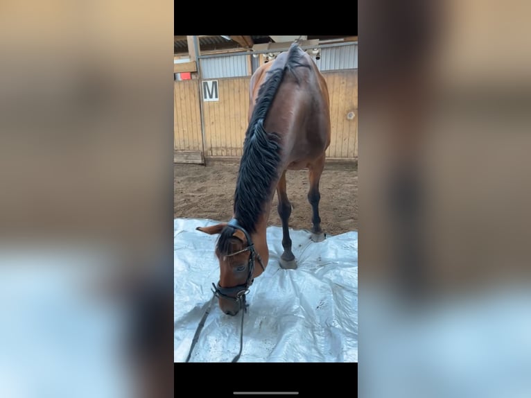 Hanoverian Gelding 7 years 16,1 hh Brown in Fredenbeck