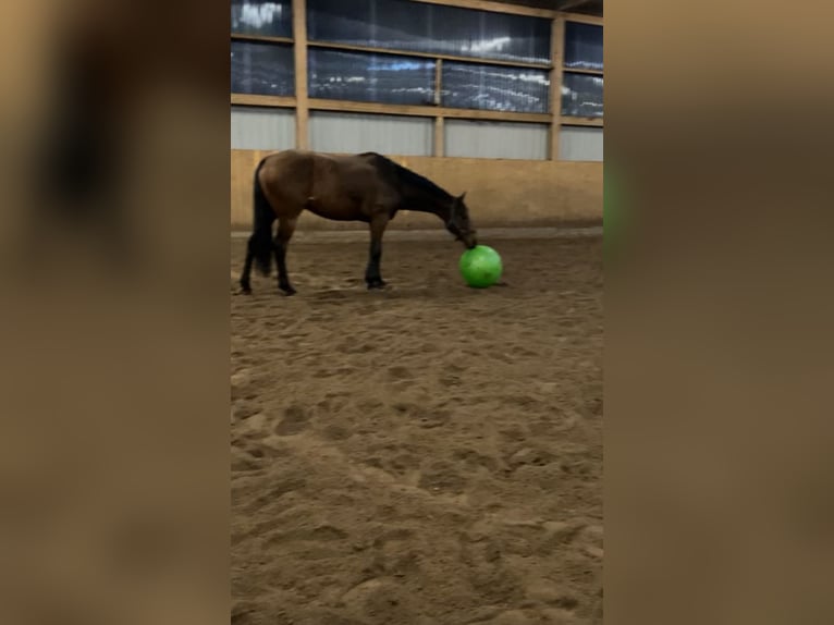 Hanoverian Gelding 7 years 16,1 hh Brown in Fredenbeck