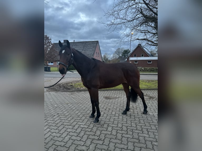 Hanoverian Gelding 7 years 16,1 hh Brown in Fredenbeck