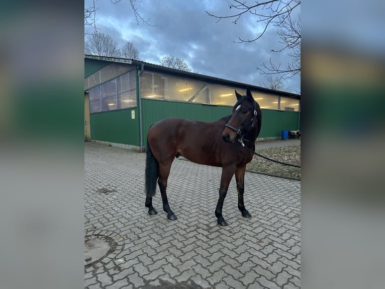 Hanoverian Gelding 7 years 16,1 hh Brown in Fredenbeck