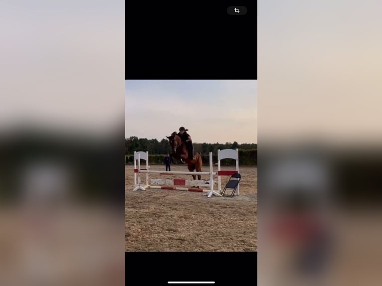 Hanoverian Gelding 7 years 16,1 hh Brown in Fredenbeck
