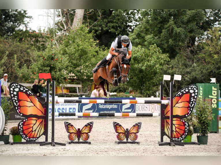 Hanoverian Gelding 7 years 16,1 hh Brown in Leutershausen