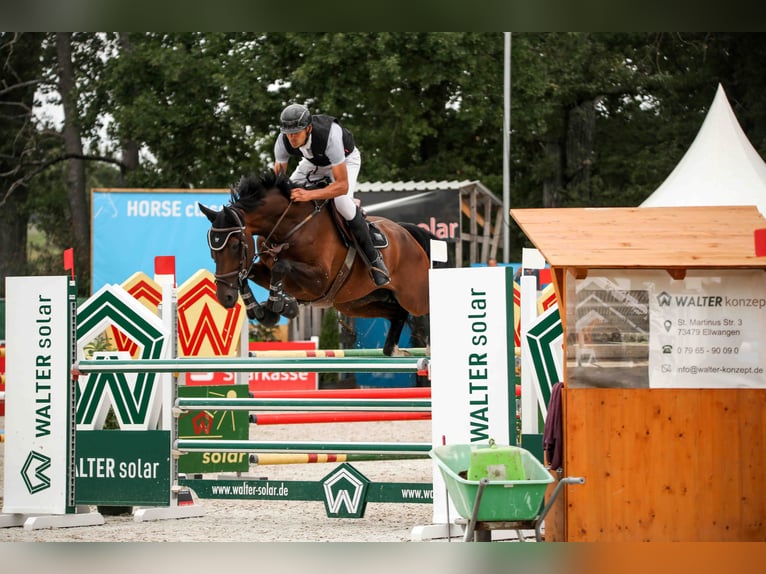 Hanoverian Gelding 7 years 16,1 hh Brown in Leutershausen
