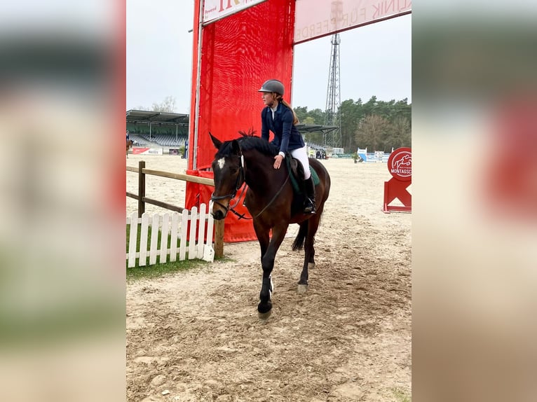 Hanoverian Gelding 7 years 16,1 hh Brown in Braunschweig