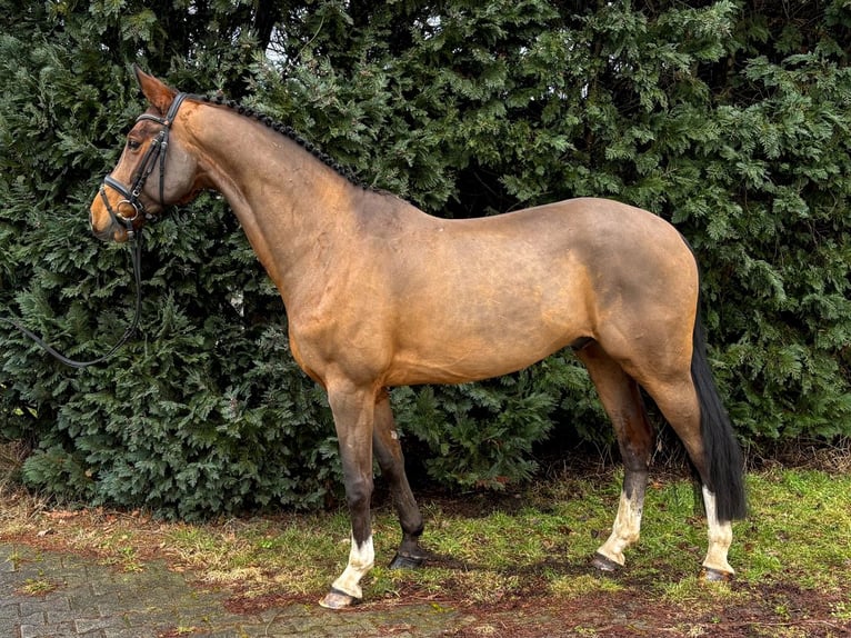 Hanoverian Gelding 7 years 16,1 hh Brown in Verden