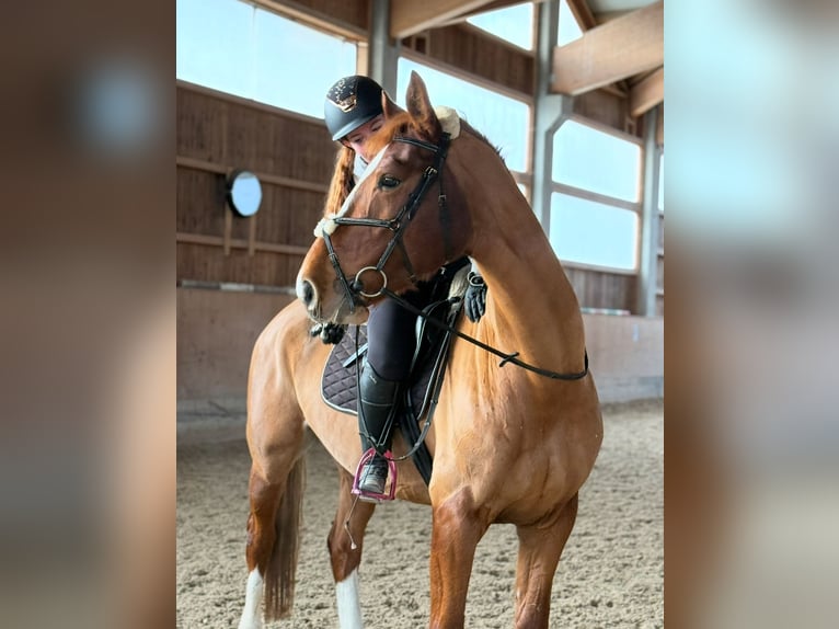 Hanoverian Gelding 7 years 16,1 hh Chestnut-Red in Kuchl