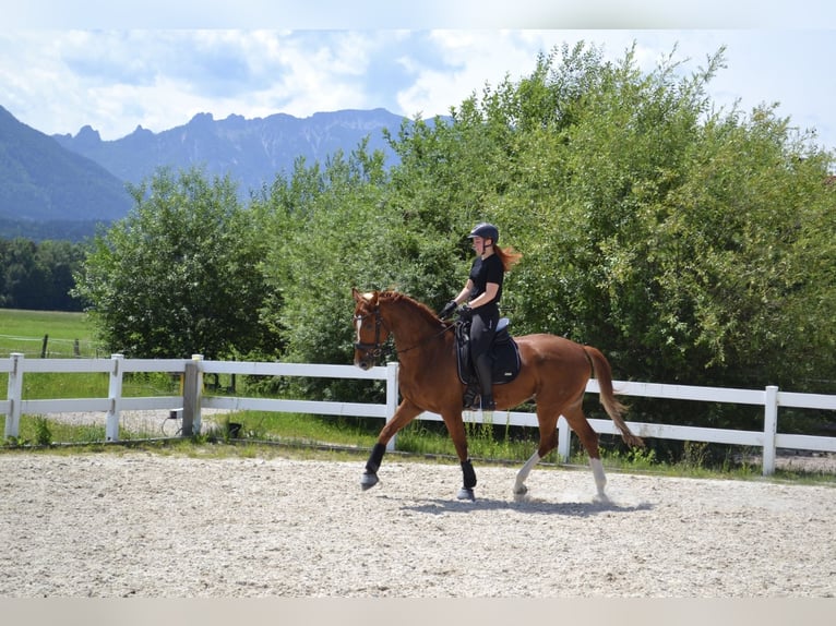 Hanoverian Gelding 7 years 16,1 hh Chestnut-Red in Kuchl