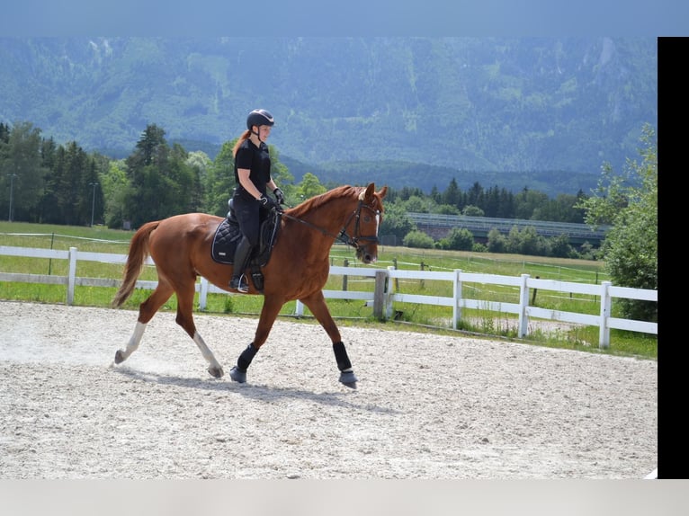 Hanoverian Gelding 7 years 16,1 hh Chestnut-Red in Kuchl