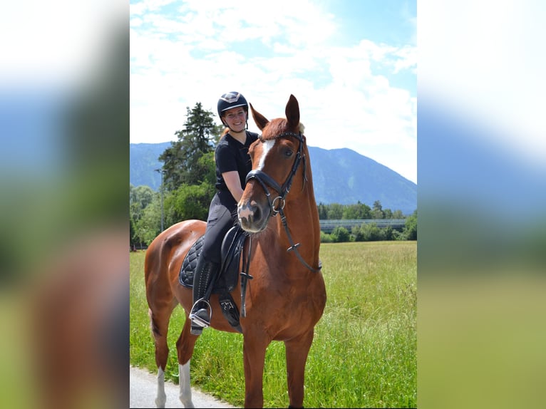 Hanoverian Gelding 7 years 16,1 hh Chestnut-Red in Kuchl