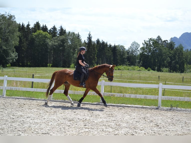 Hanoverian Gelding 7 years 16,1 hh Chestnut-Red in Kuchl