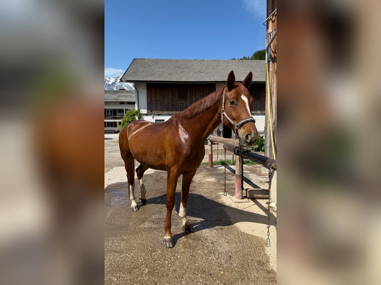 Hanoverian Gelding 7 years 16,1 hh Chestnut-Red in Kuchl
