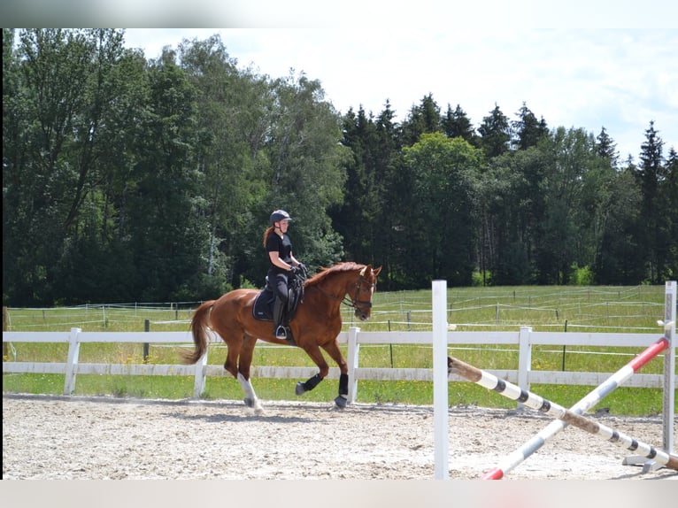 Hanoverian Gelding 7 years 16,1 hh Chestnut-Red in Kuchl