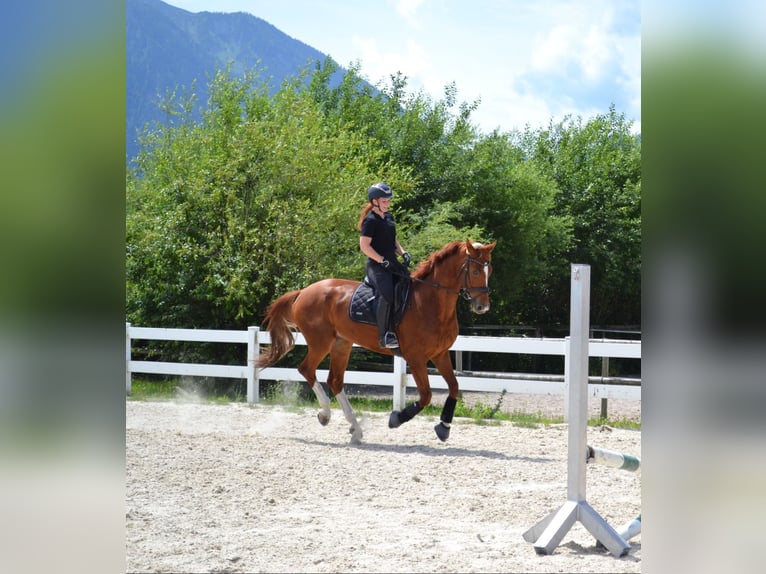 Hanoverian Gelding 7 years 16,1 hh Chestnut-Red in Kuchl