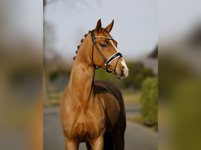 Hanoverian Gelding 7 years 16,1 hh Chestnut-Red in Vechta