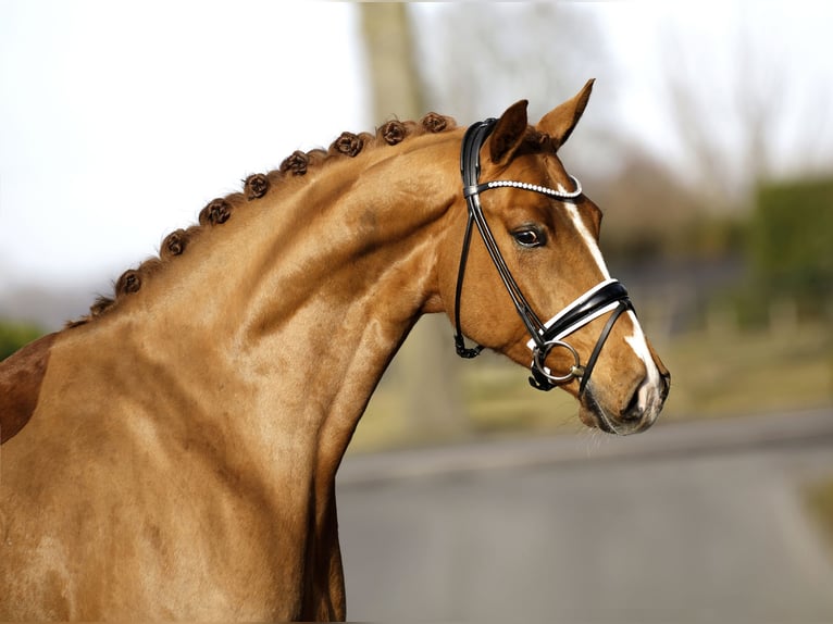 Hanoverian Gelding 7 years 16,1 hh Chestnut-Red in Vechta