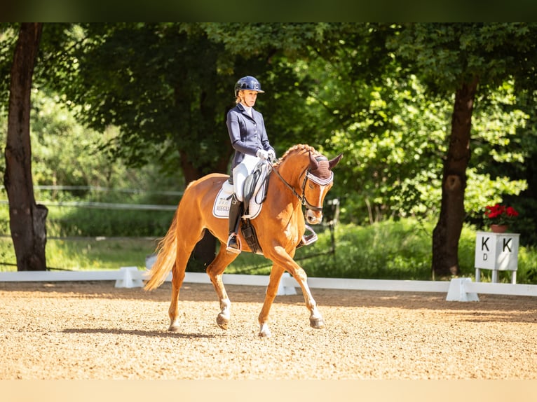Hanoverian Gelding 7 years 16,1 hh Chestnut-Red in Schnaittach