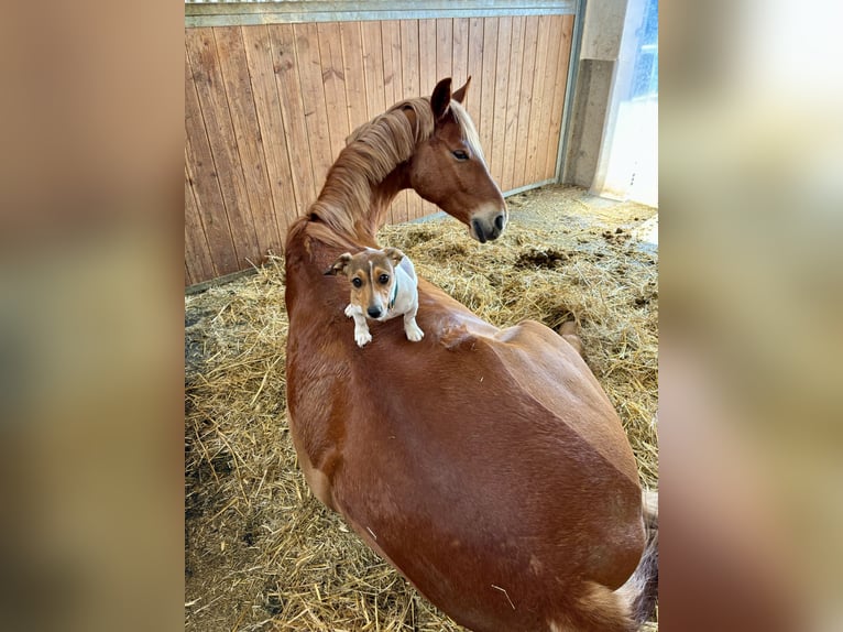 Hanoverian Gelding 7 years 16,1 hh Chestnut-Red in Schnaittach