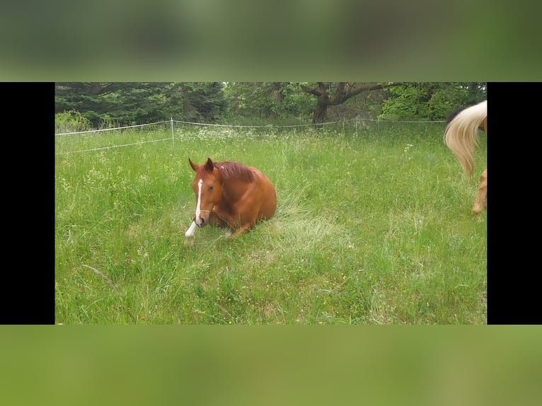Hanoverian Gelding 7 years 16,1 hh Chestnut-Red in Butzbach