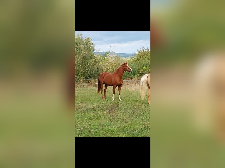 Hanoverian Gelding 7 years 16,1 hh Chestnut-Red in Butzbach