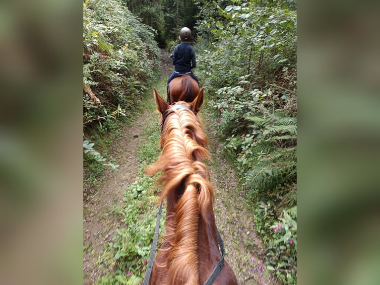 Hanoverian Gelding 7 years 16,1 hh Chestnut-Red in Wirtschach