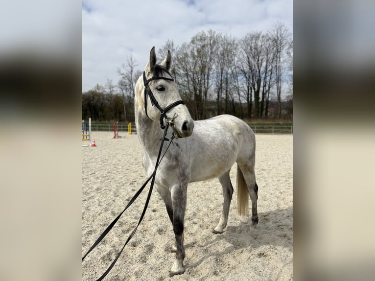 Hanoverian Gelding 7 years 16,1 hh Grey in Martin