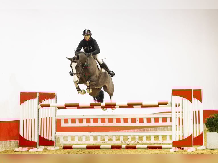 Hanoverian Gelding 7 years 16,1 hh  in Waddinxveen