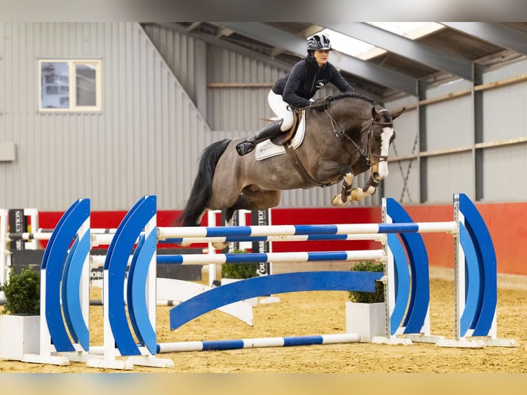 Hanoverian Gelding 7 years 16,1 hh  in Waddinxveen