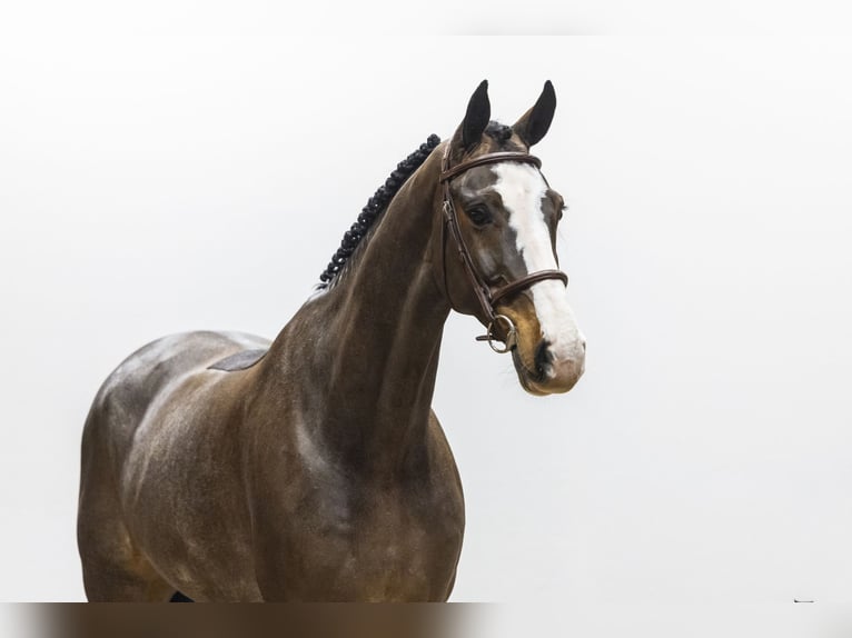 Hanoverian Gelding 7 years 16,1 hh  in Waddinxveen