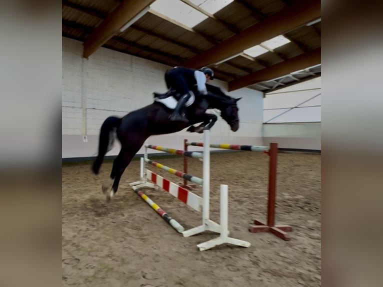 Hanoverian Gelding 7 years 16,2 hh Bay-Dark in Schwanewede