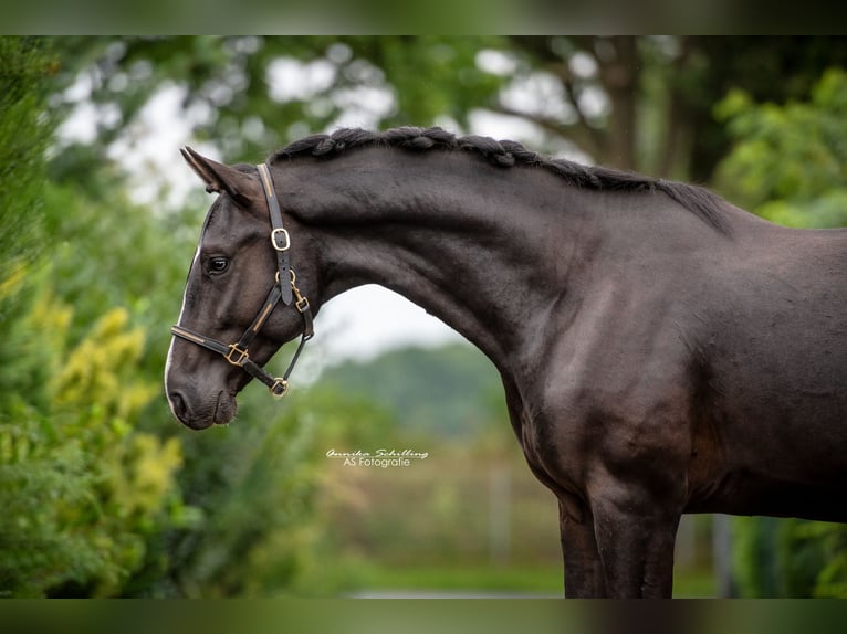 Hanoverian Gelding 7 years 16,2 hh Black in Bröthen