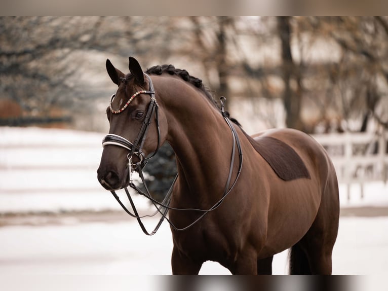 Hanoverian Gelding 7 years 16,2 hh Black in Wehringen