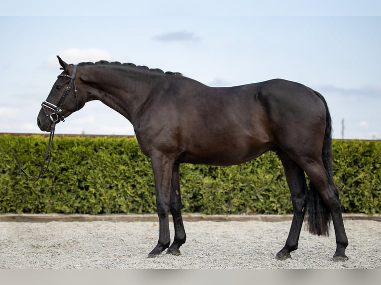 Hanoverian Gelding 7 years 16,2 hh Black in Tiddische