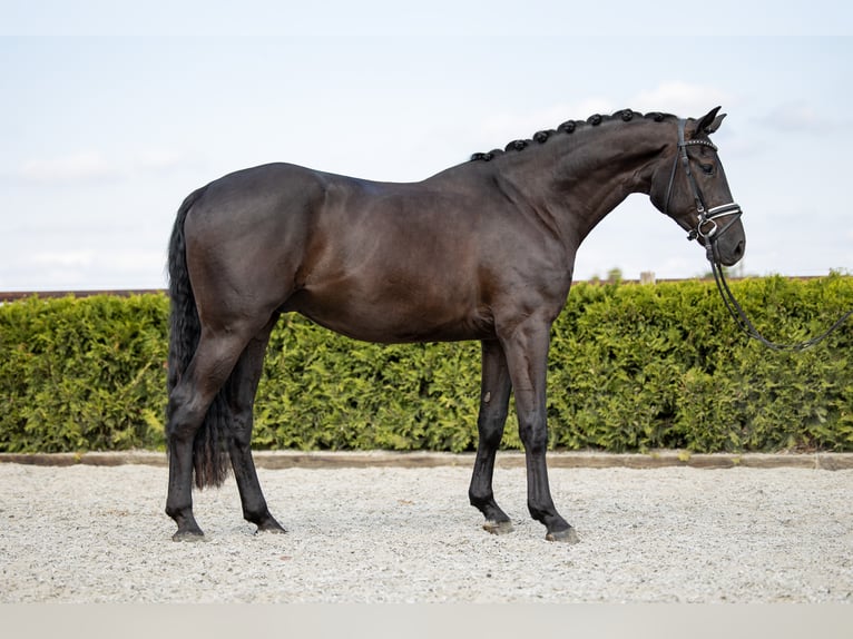 Hanoverian Gelding 7 years 16,2 hh Black in Tiddische
