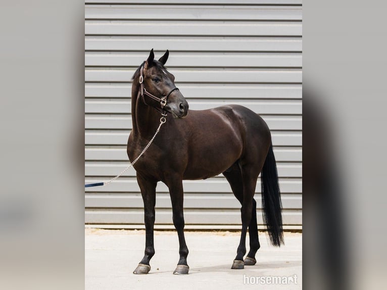 Hanoverian Gelding 7 years 16,2 hh Black in Warshaw