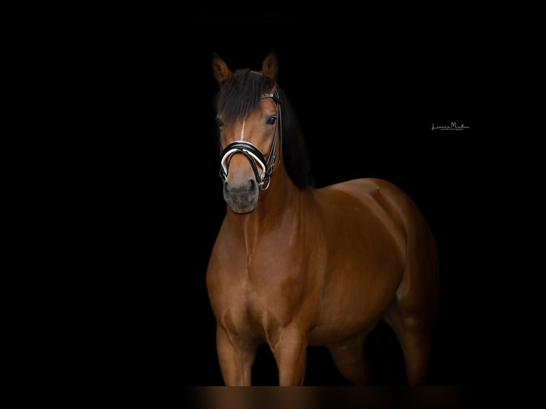 Hanoverian Gelding 7 years 16,2 hh Brown in Krefeld
