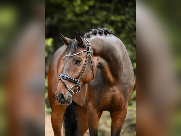Hanoverian Gelding 7 years 16,2 hh Brown in Riedstadt
