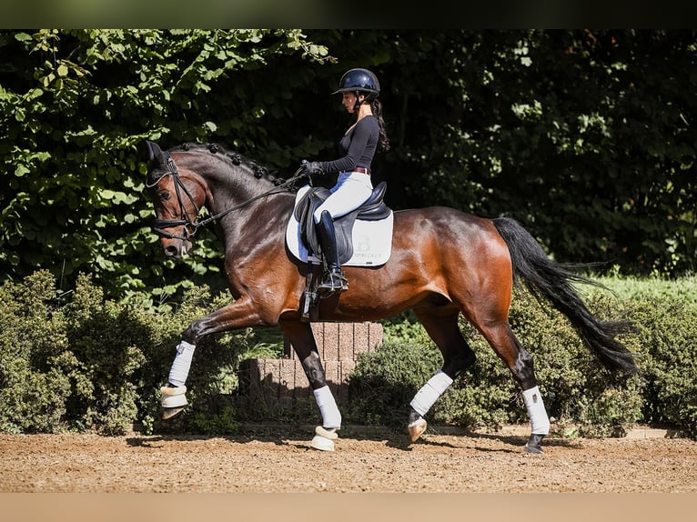 Hanoverian Gelding 7 years 16,2 hh Brown in Riedstadt