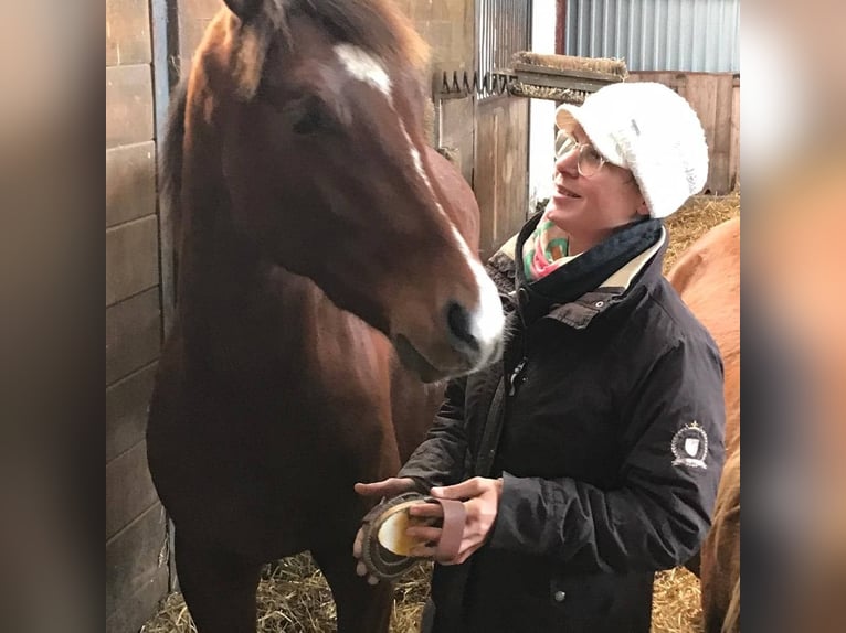 Hanoverian Gelding 7 years 16,2 hh Brown in Deinste