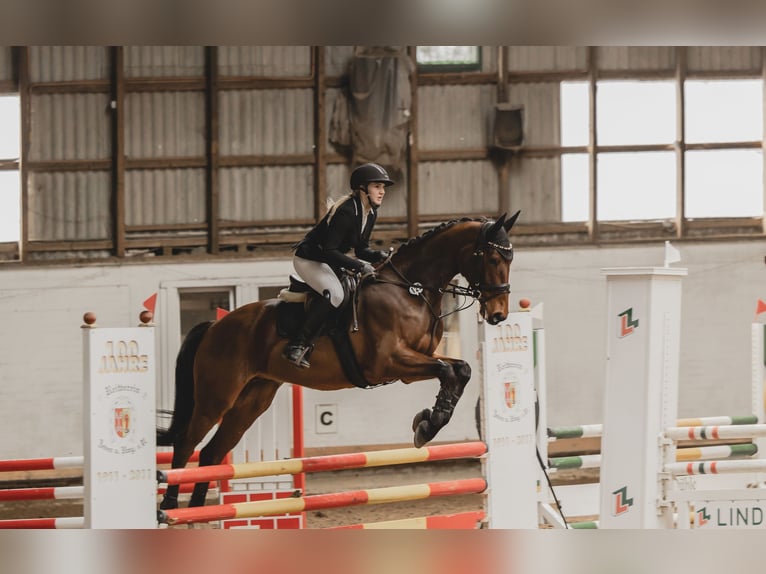 Hanoverian Gelding 7 years 16,2 hh Brown in Gnarrenburg