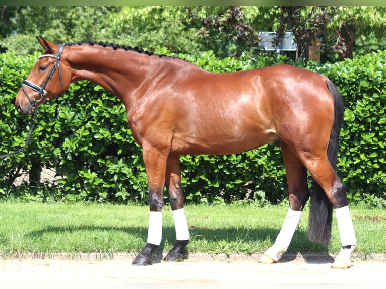 Hanoverian Gelding 7 years 16,2 hh Brown in Selsingen