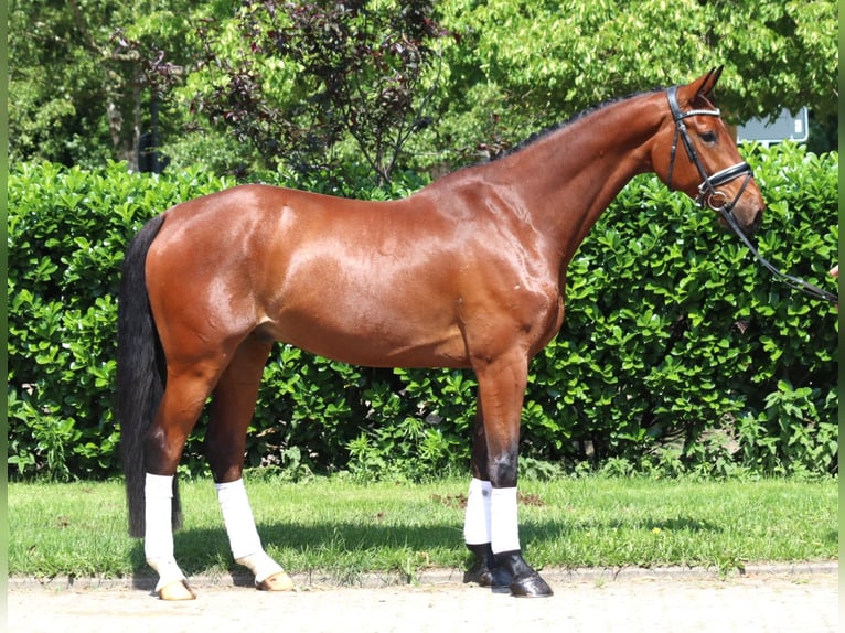 Hanoverian Gelding 7 years 16,2 hh Brown in Selsingen
