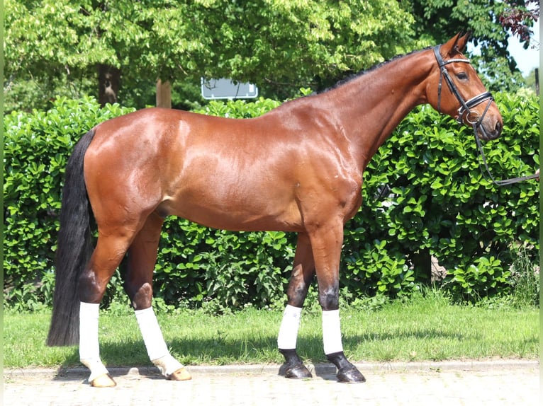 Hanoverian Gelding 7 years 16,2 hh Brown in Selsingen