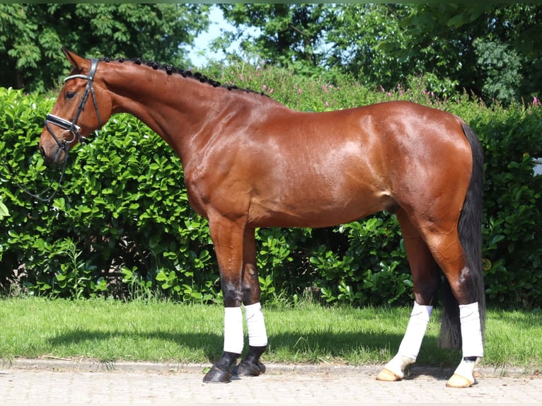 Hanoverian Gelding 7 years 16,2 hh Brown in Selsingen
