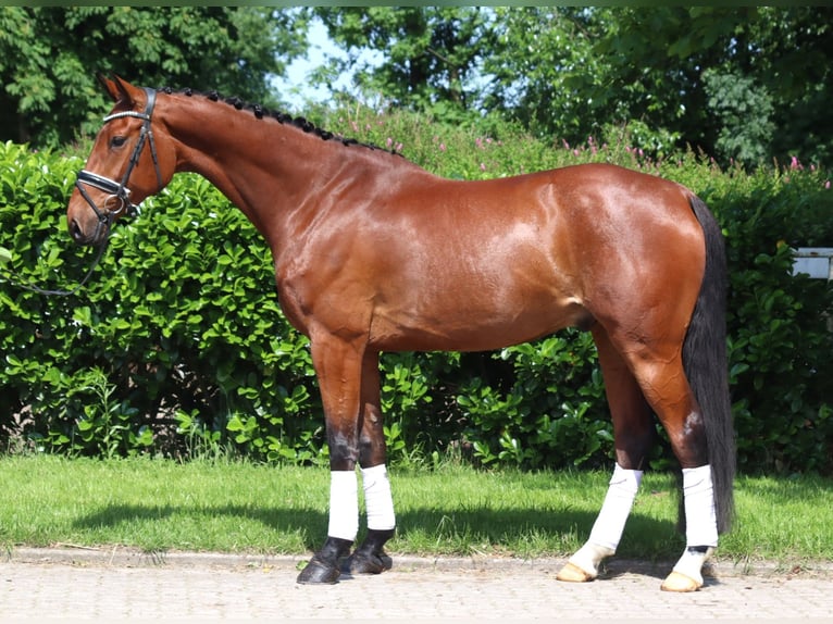 Hanoverian Gelding 7 years 16,2 hh Brown in Selsingen